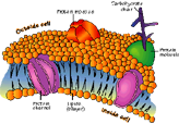 Membrane