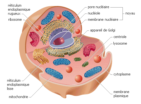 Membrane