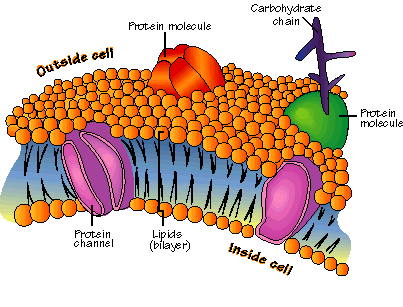 Membrane