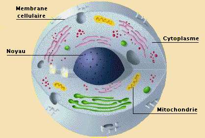 Mitochondrie